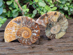 Polished Cleoniceras Ammonite Fossil Pairs x 7 From Tulear, Madagascar - Toprock Gemstones and Minerals 