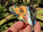 Polished on One Side Labradorite Slices x 35 From Madagascar - Toprock Gemstones and Minerals 