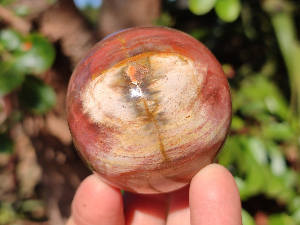 Polished Red Podocarpus Petrified Wood Spheres x 6 From Mahajanga, Madagascar - Toprock Gemstones and Minerals 