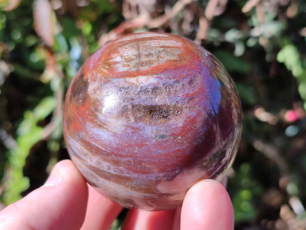 Polished Red Podocarpus Petrified Wood Spheres x 6 From Mahajanga, Madagascar - Toprock Gemstones and Minerals 