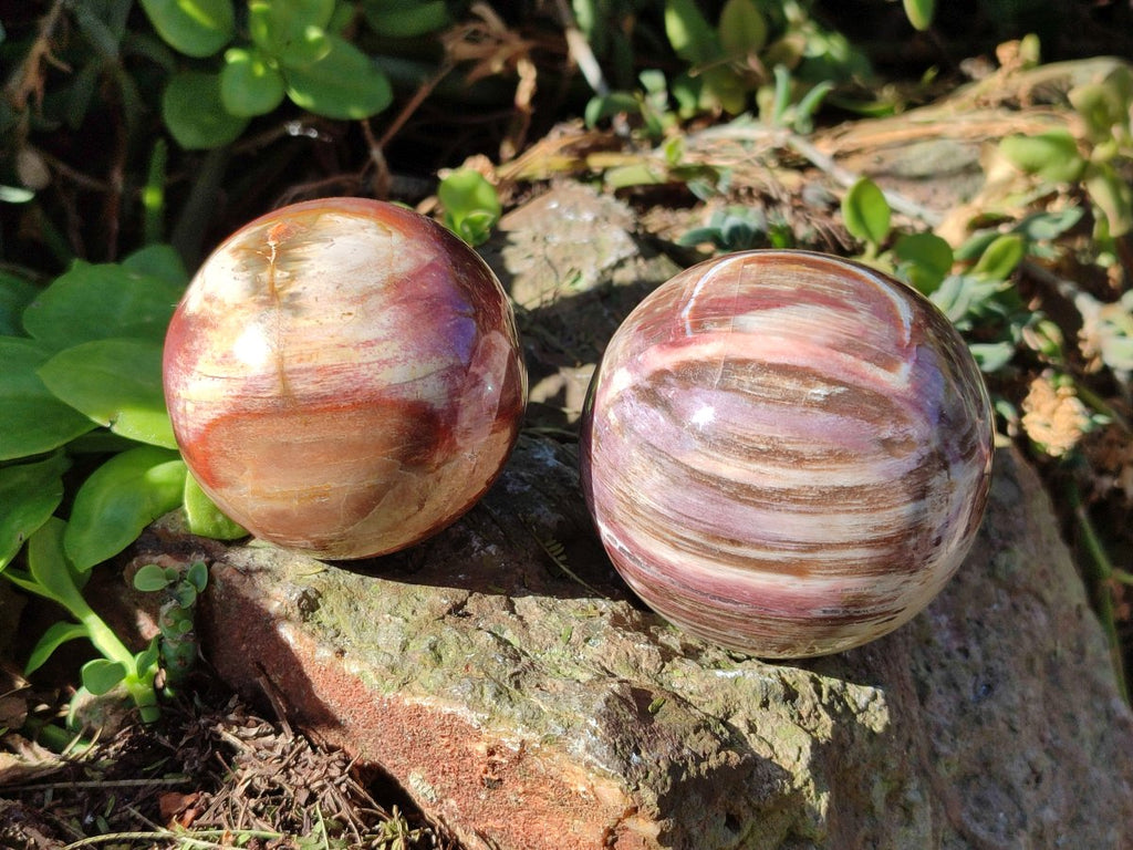 Polished Red Podocarpus Petrified Wood Spheres x 6 From Mahajanga, Madagascar - Toprock Gemstones and Minerals 