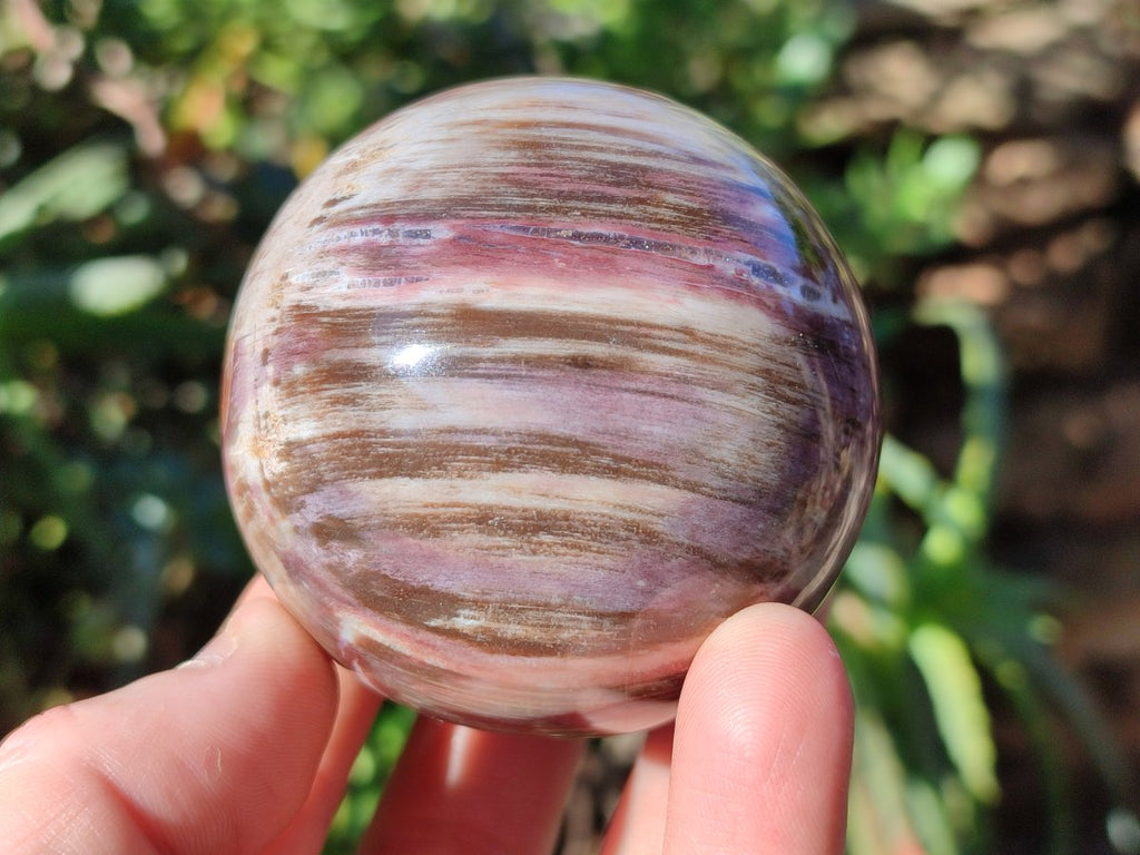 Polished Red Podocarpus Petrified Wood Spheres x 6 From Mahajanga, Madagascar - Toprock Gemstones and Minerals 
