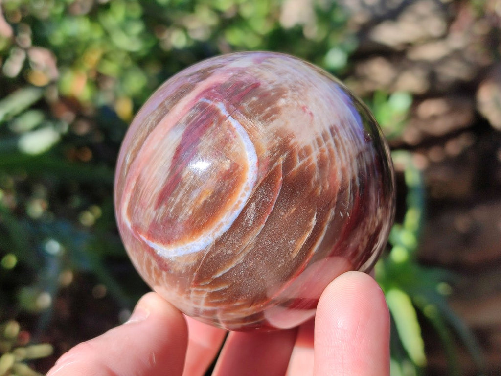 Polished Red Podocarpus Petrified Wood Spheres x 6 From Mahajanga, Madagascar - Toprock Gemstones and Minerals 