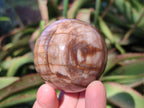 Polished Red Podocarpus Petrified Wood Spheres x 6 From Mahajanga, Madagascar - Toprock Gemstones and Minerals 