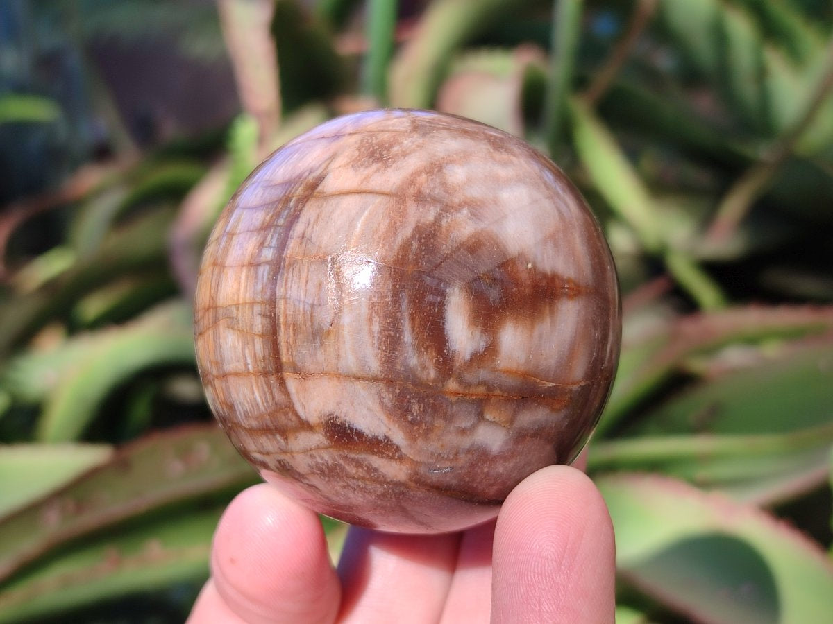 Polished Red Podocarpus Petrified Wood Spheres x 6 From Mahajanga, Madagascar - Toprock Gemstones and Minerals 