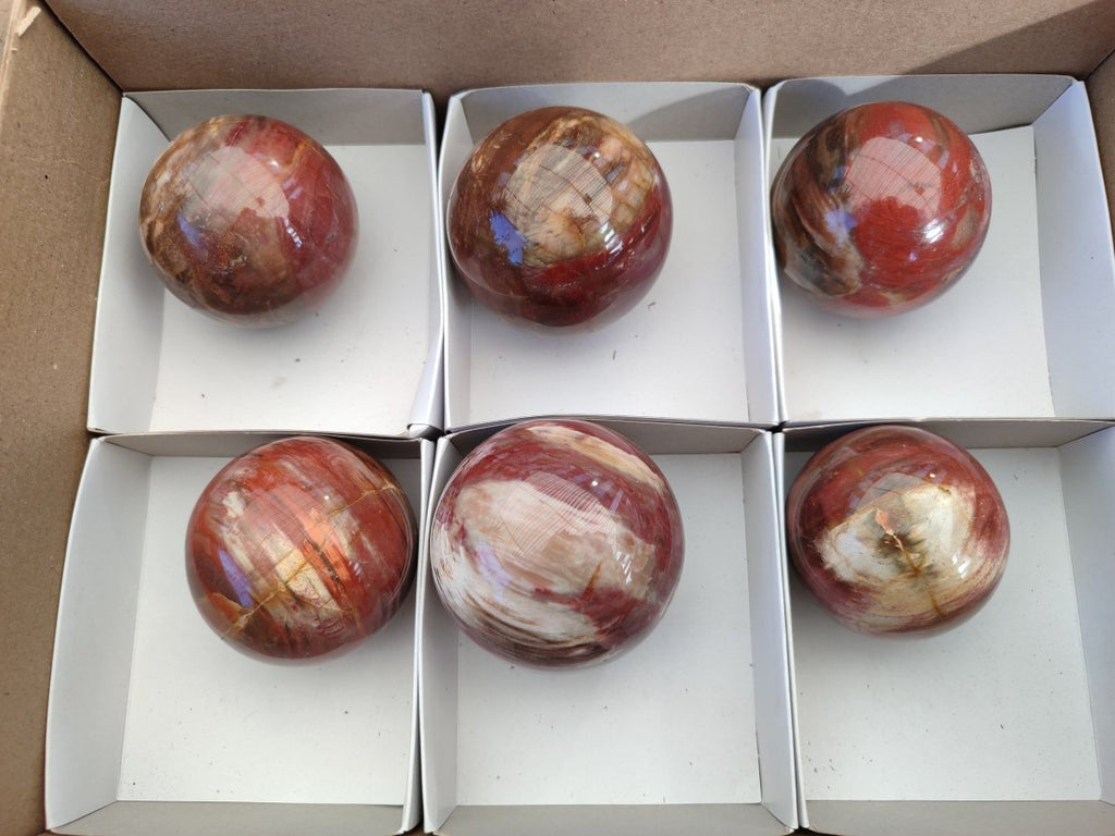 Polished Red Podocarpus Petrified Wood Spheres x 6 From Mahajanga, Madagascar - Toprock Gemstones and Minerals 