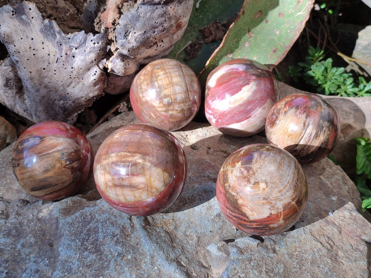 Polished Red Podocarpus Petrified Wood Spheres x 6 From Mahajanga, Madagascar - Toprock Gemstones and Minerals 