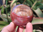 Polished Red Podocarpus Petrified Wood Spheres x 6 From Mahajanga, Madagascar - Toprock Gemstones and Minerals 