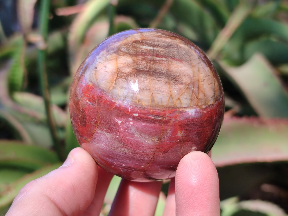 Polished Red Podocarpus Petrified Wood Spheres x 6 From Mahajanga, Madagascar - Toprock Gemstones and Minerals 