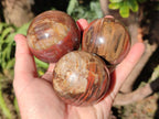 Polished Red Podocarpus Petrified Wood Spheres x 6 From Mahajanga, Madagascar - Toprock Gemstones and Minerals 