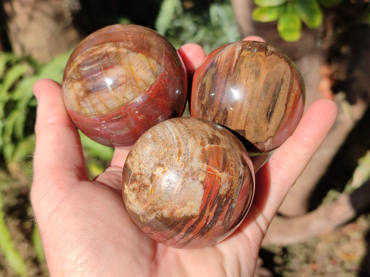 Polished Red Podocarpus Petrified Wood Spheres x 6 From Mahajanga, Madagascar - Toprock Gemstones and Minerals 