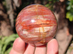 Polished Red Podocarpus Petrified Wood Spheres x 6 From Mahajanga, Madagascar - Toprock Gemstones and Minerals 