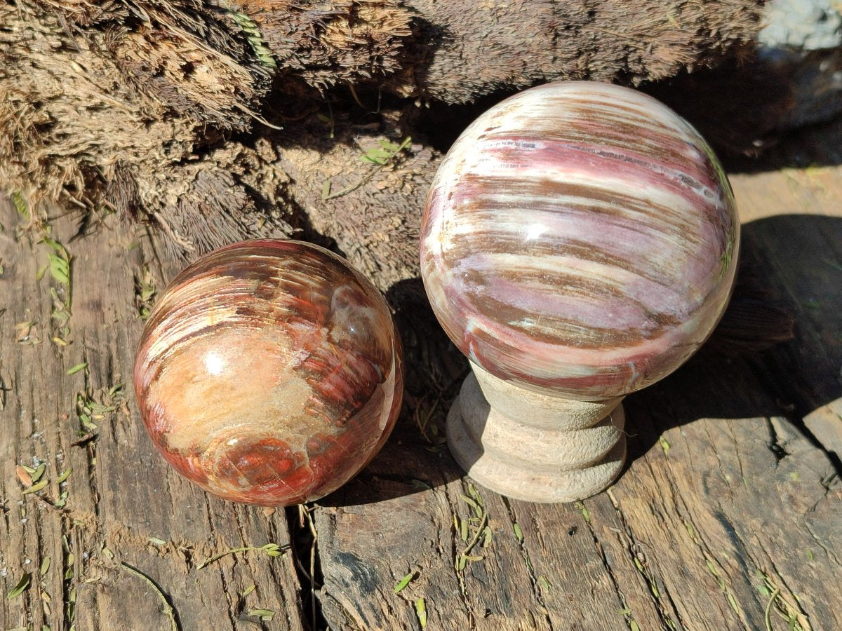 Polished Red Podocarpus Petrified Wood Spheres x 6 From Mahajanga, Madagascar - Toprock Gemstones and Minerals 
