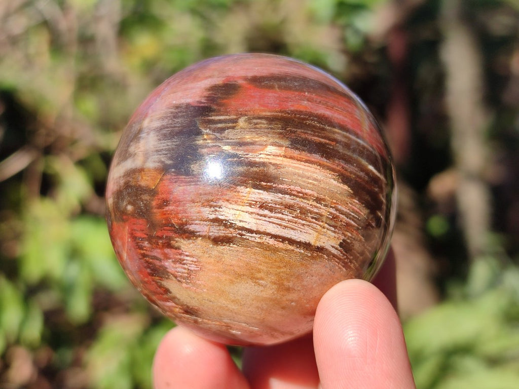 Polished Red Podocarpus Petrified Wood Spheres x 6 From Mahajanga, Madagascar - Toprock Gemstones and Minerals 
