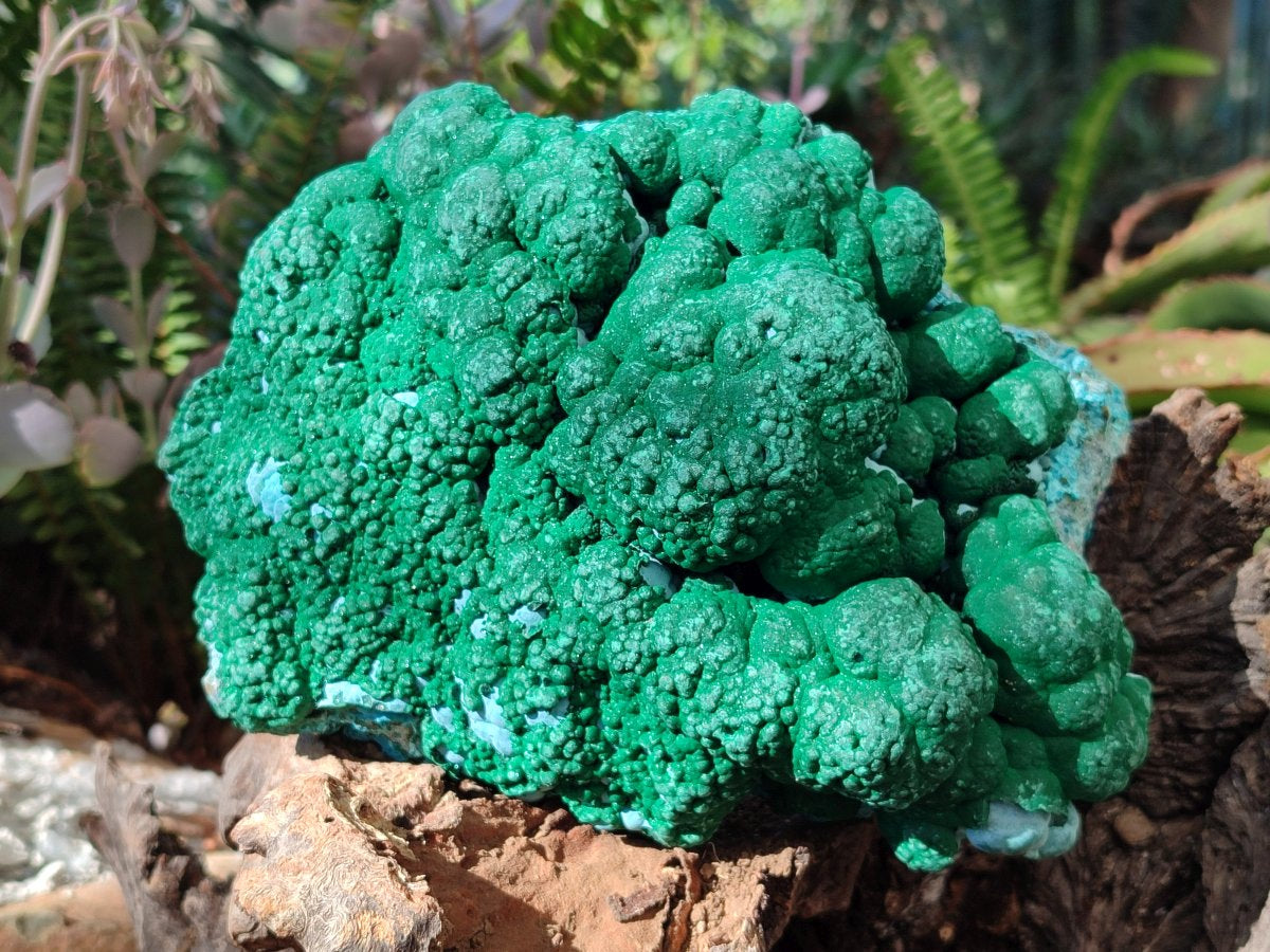 Natural Large Botryoidal Malacolla Specimen x 1 From Kolwezi, Congo - Toprock Gemstones and Minerals 
