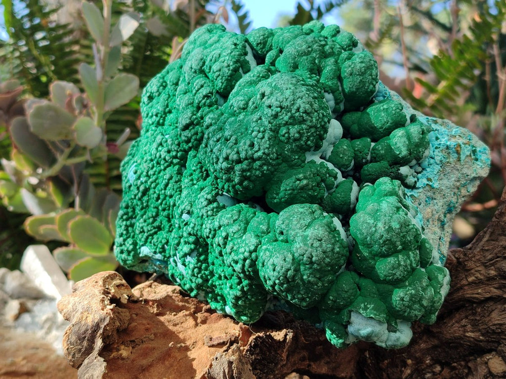 Natural Large Botryoidal Malacolla Specimen x 1 From Kolwezi, Congo - Toprock Gemstones and Minerals 