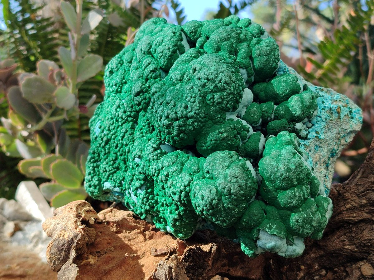 Natural Large Botryoidal Malacolla Specimen x 1 From Kolwezi, Congo - Toprock Gemstones and Minerals 