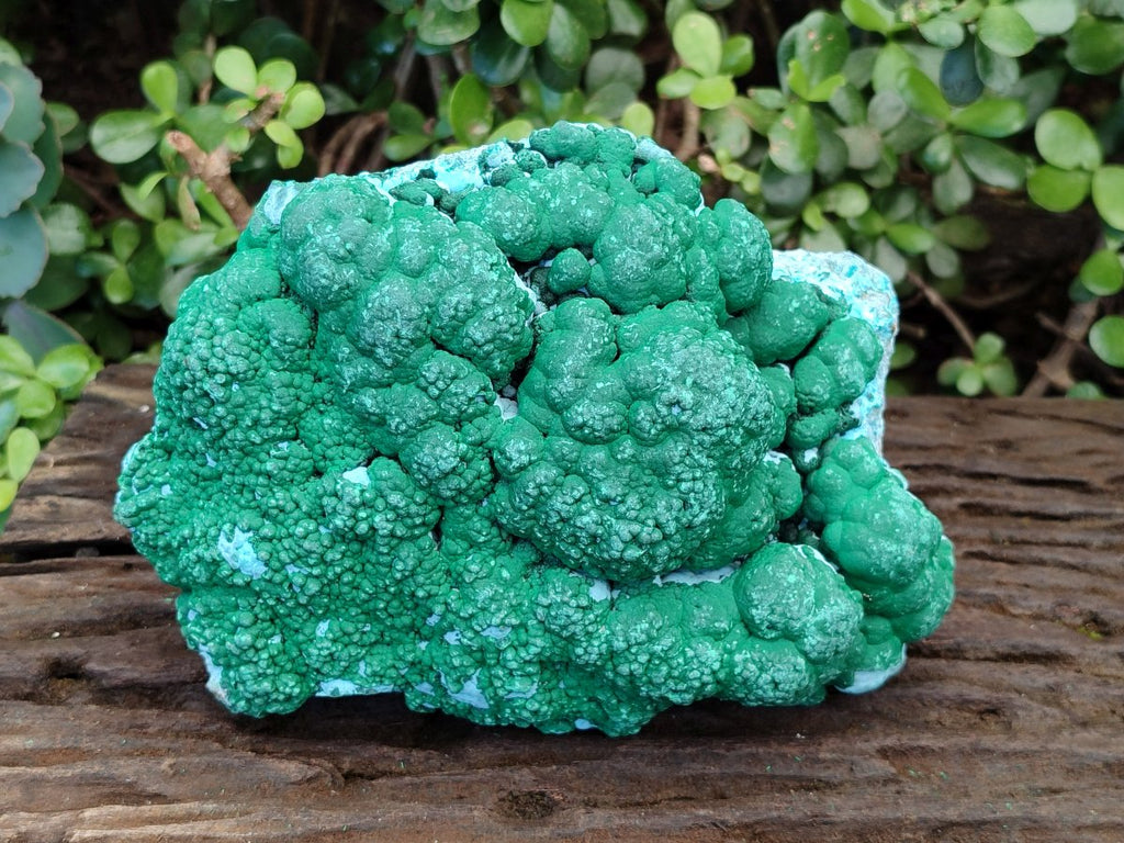 Natural Large Botryoidal Malacolla Specimen x 1 From Kolwezi, Congo - Toprock Gemstones and Minerals 