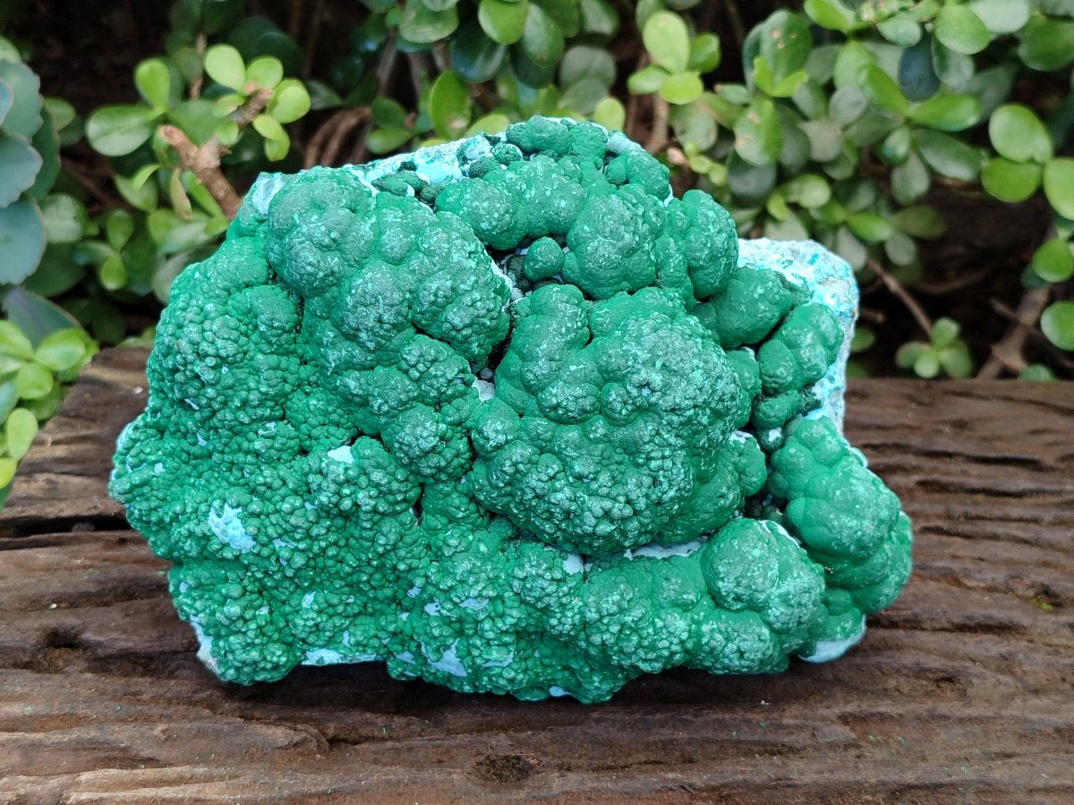 Natural Large Botryoidal Malacolla Specimen x 1 From Kolwezi, Congo - Toprock Gemstones and Minerals 