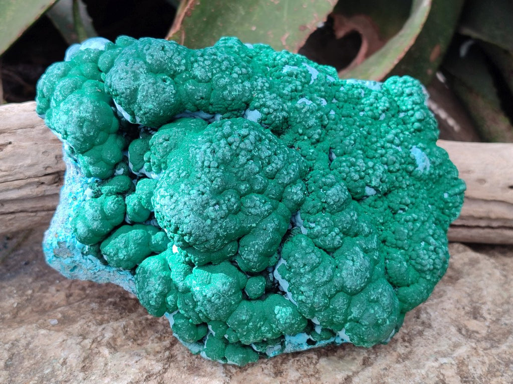 Natural Large Botryoidal Malacolla Specimen x 1 From Kolwezi, Congo - Toprock Gemstones and Minerals 