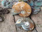 Polished Whole Cleoniceras "Jigsaw" Ammonite Fossils x 2 From Tulear, Madagascar - Toprock Gemstones and Minerals 