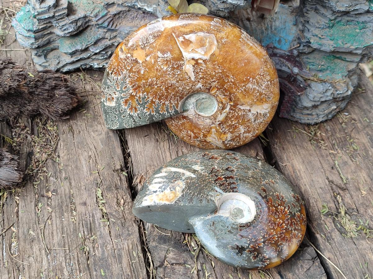 Polished Whole Cleoniceras "Jigsaw" Ammonite Fossils x 2 From Tulear, Madagascar - Toprock Gemstones and Minerals 