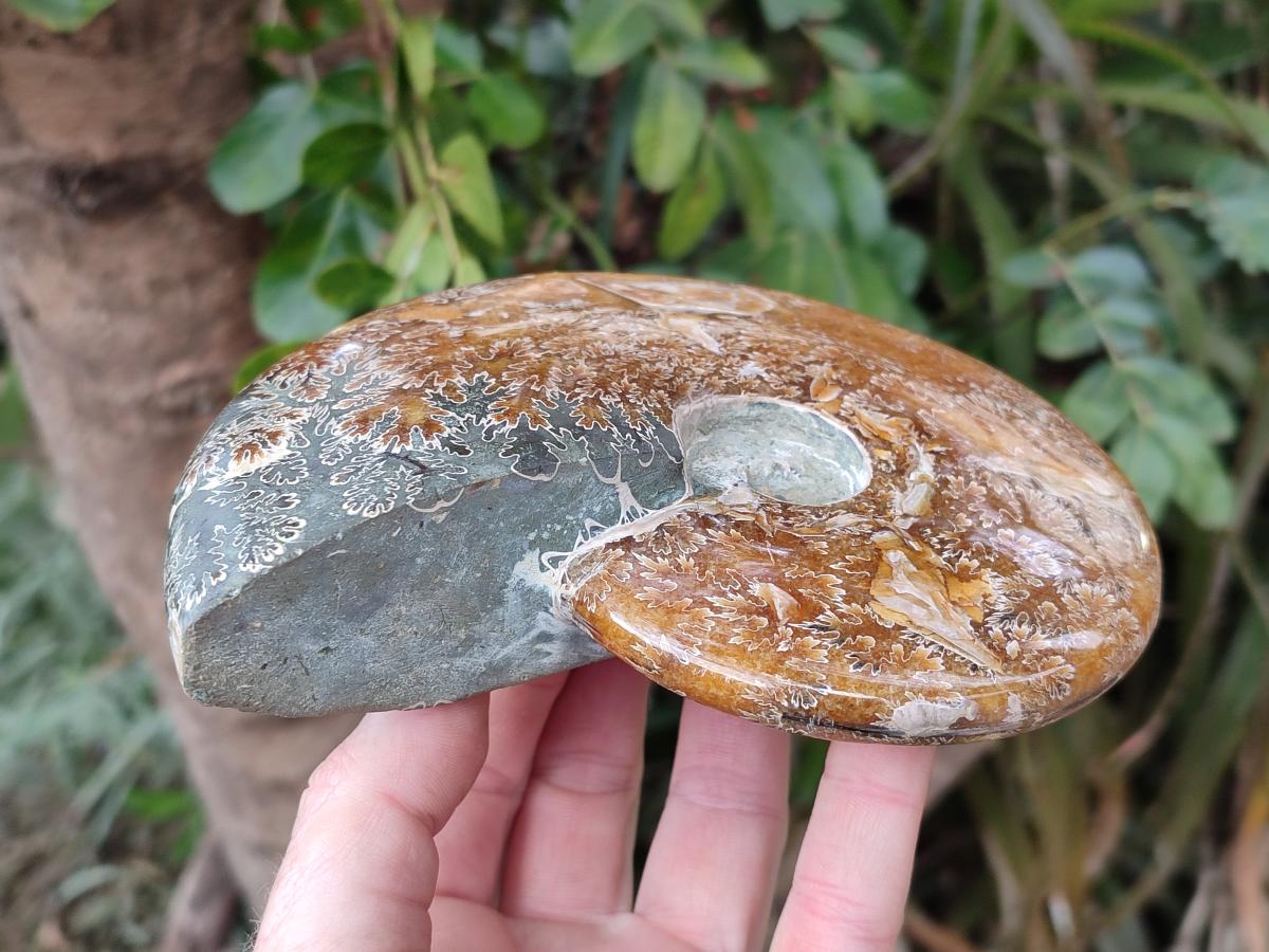 Polished Whole Cleoniceras "Jigsaw" Ammonite Fossils x 2 From Tulear, Madagascar - Toprock Gemstones and Minerals 