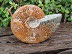 Polished Whole Cleoniceras "Jigsaw" Ammonite Fossils x 2 From Tulear, Madagascar - Toprock Gemstones and Minerals 