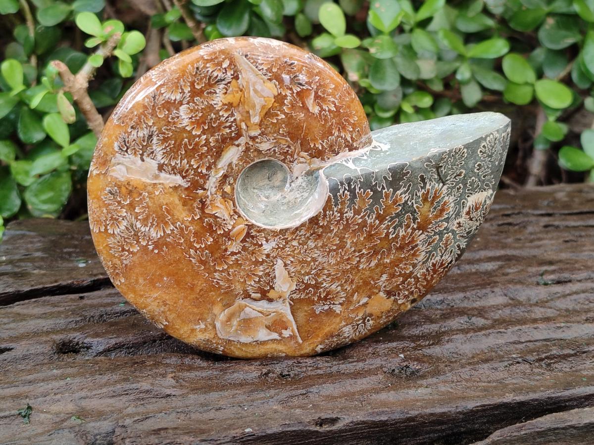 Polished Whole Cleoniceras "Jigsaw" Ammonite Fossils x 2 From Tulear, Madagascar - Toprock Gemstones and Minerals 