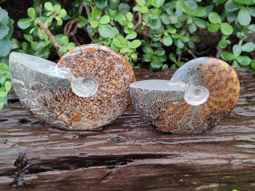 Polished Whole Cleoniceras "Jigsaw" Ammonite Fossils x 2 From Tulear, Madagascar - Toprock Gemstones and Minerals 