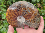 Polished Whole Cleoniceras "Jigsaw" Ammonite Fossils x 2 From Tulear, Madagascar - Toprock Gemstones and Minerals 