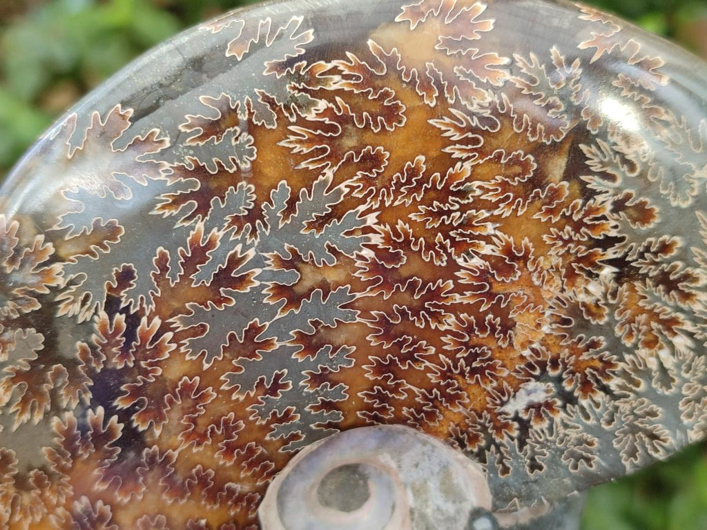 Polished Whole Cleoniceras "Jigsaw" Ammonite Fossils x 2 From Tulear, Madagascar - Toprock Gemstones and Minerals 