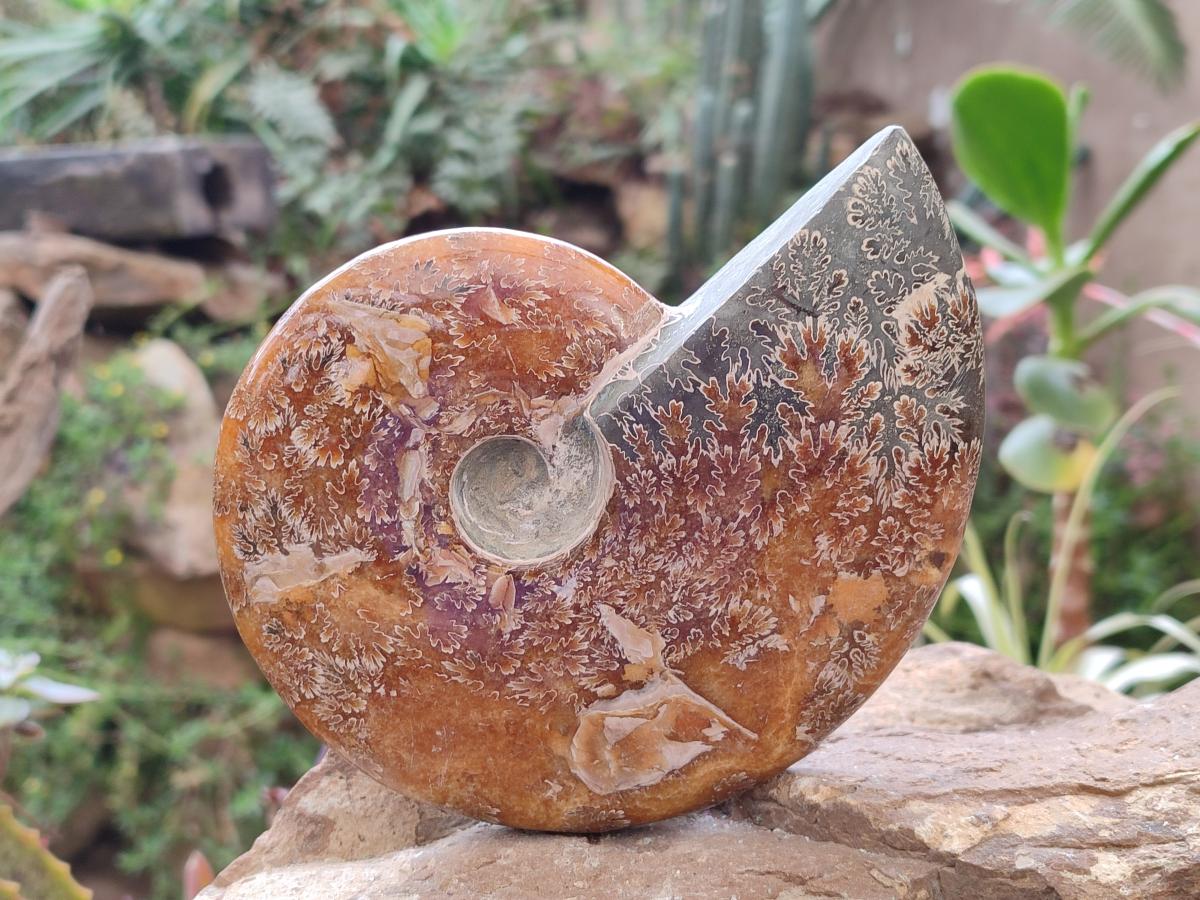Polished Whole Cleoniceras "Jigsaw" Ammonite Fossils x 2 From Tulear, Madagascar - Toprock Gemstones and Minerals 
