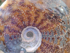 Polished Whole Cleoniceras "Jigsaw" Ammonite Fossils x 2 From Tulear, Madagascar - Toprock Gemstones and Minerals 