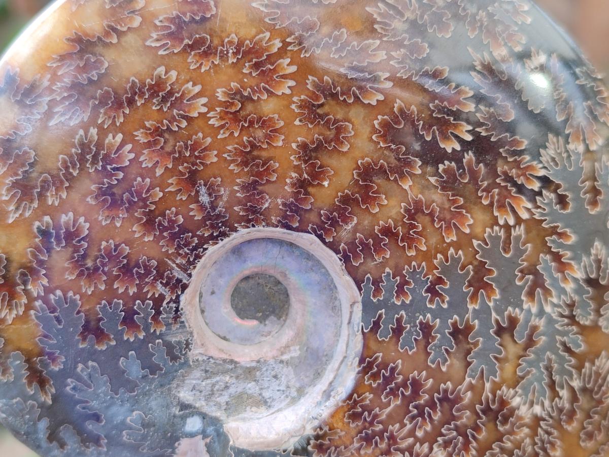 Polished Whole Cleoniceras "Jigsaw" Ammonite Fossils x 2 From Tulear, Madagascar - Toprock Gemstones and Minerals 
