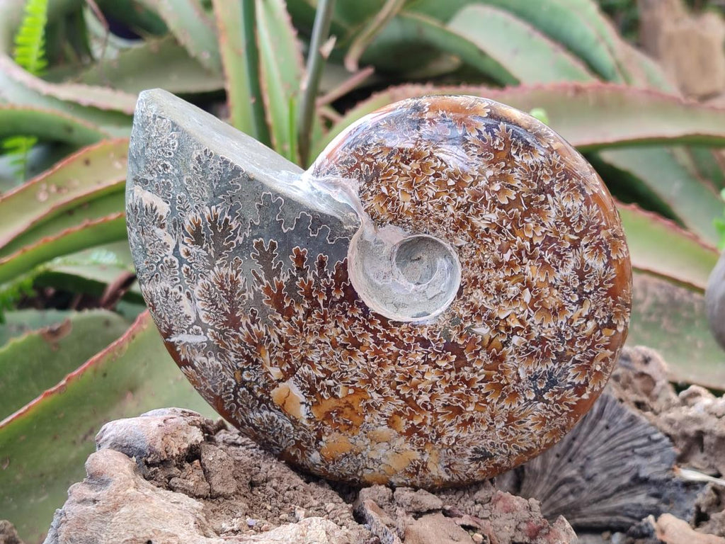 Polished Whole Cleoniceras "Jigsaw" Ammonite Fossils x 2 From Tulear, Madagascar - Toprock Gemstones and Minerals 