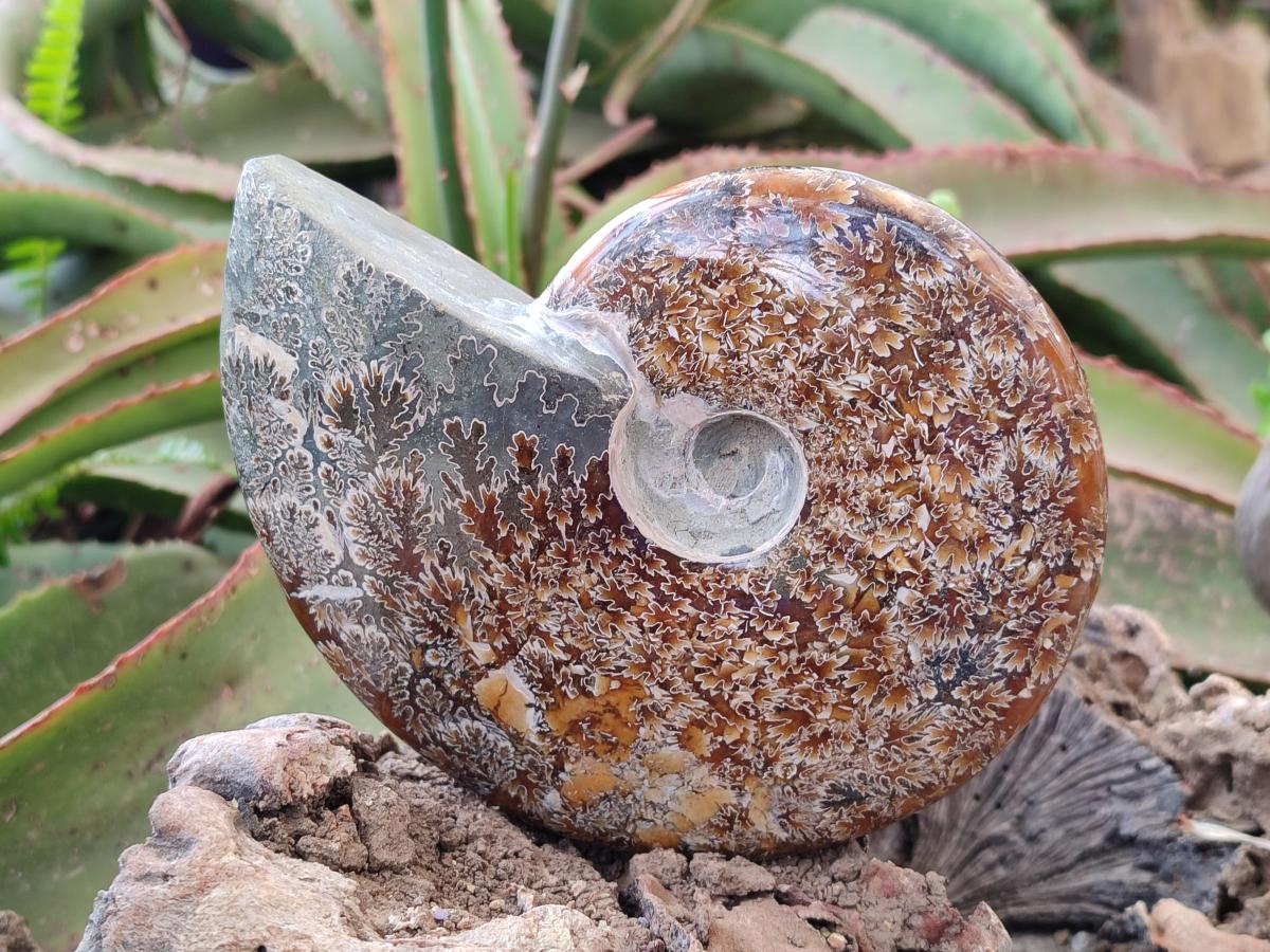 Polished Whole Cleoniceras "Jigsaw" Ammonite Fossils x 2 From Tulear, Madagascar - Toprock Gemstones and Minerals 