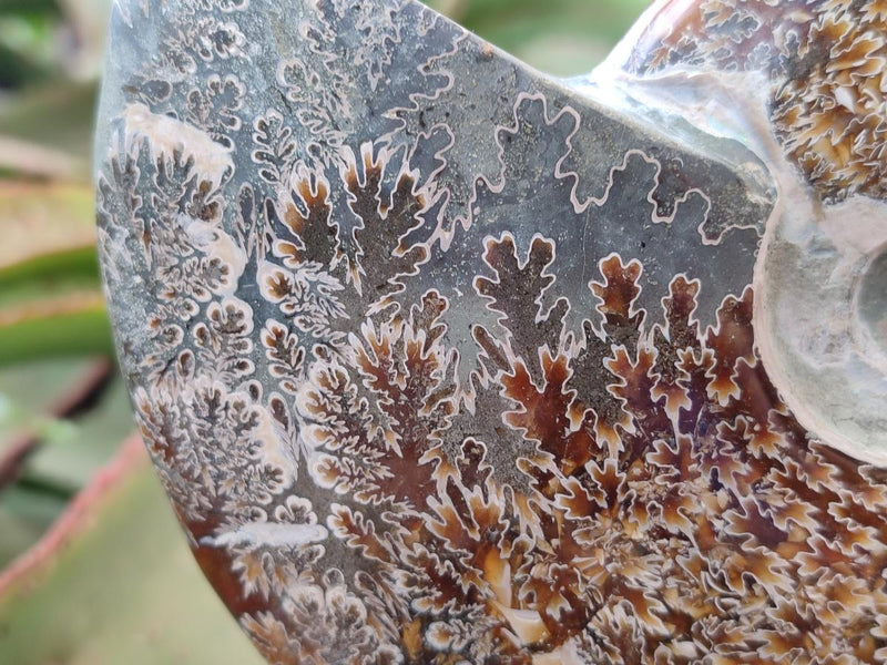 Polished Whole Cleoniceras "Jigsaw" Ammonite Fossils x 2 From Tulear, Madagascar - Toprock Gemstones and Minerals 