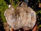 Natural Large Cascading Smokey Citrine Luena Quartz Crystal Cluster x 1 From Luena, Congo