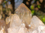 Natural Large Cascading Smokey Citrine Luena Quartz Crystal Cluster x 1 From Luena, Congo