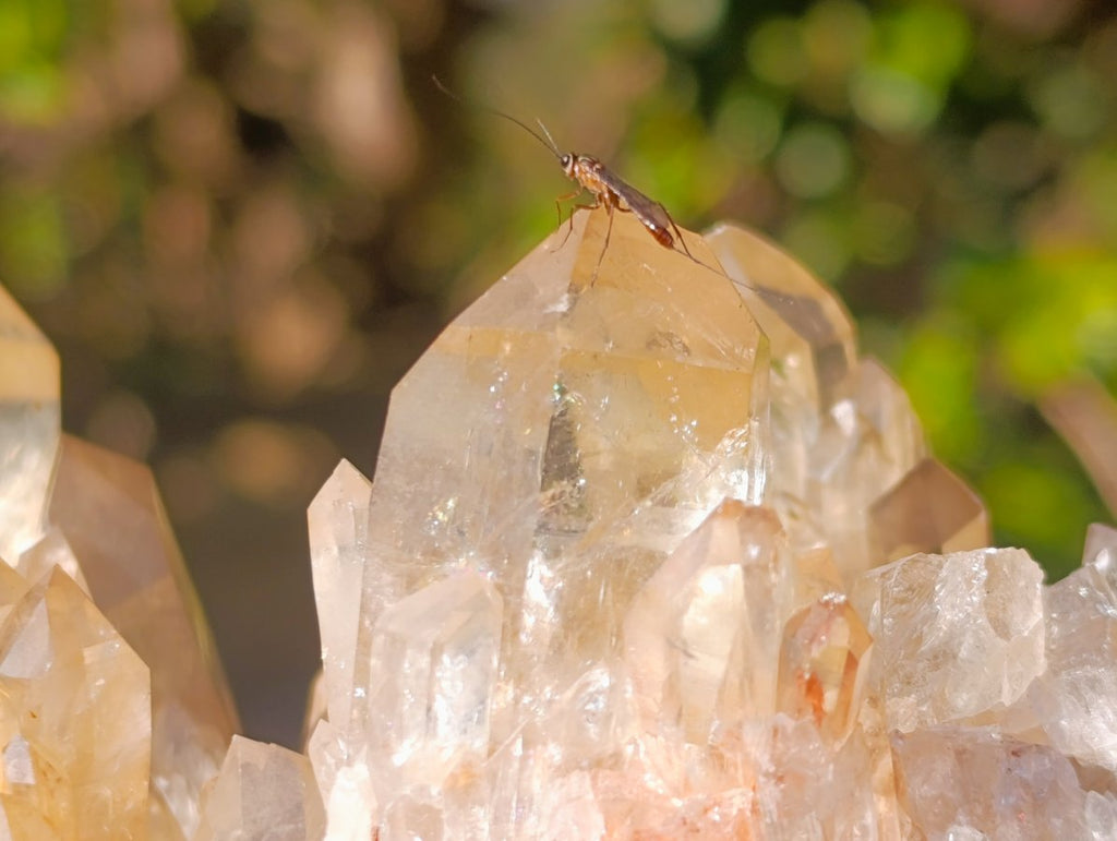 Natural Large Cascading Smokey Citrine Luena Quartz Crystal Cluster x 1 From Luena, Congo