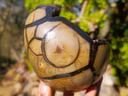 Polished and Natural Septerye Sauvage "Dragons Egg" Geodes x 2 From Mahajanga, Madagascar