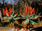 Hand Made Twin Aloe Stone Art Gemstone Trees x 2 From South Africa