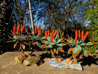 Hand Made Twin Aloe Stone Art Gemstone Trees x 2 From South Africa