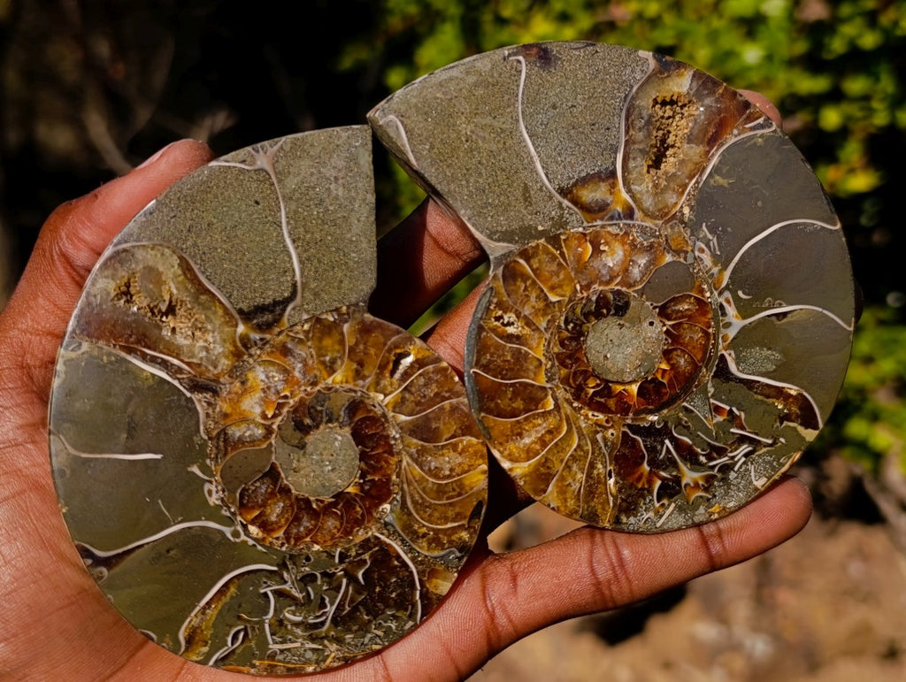 Polished Red Ammolite Cleoniceras Opalized Ammonite Fossil Pairs x 3 From Tulear, Madagascar
