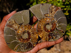 Polished Red Ammolite Cleoniceras Opalized Ammonite Fossil Pairs x 3 From Tulear, Madagascar