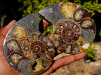 Polished Red Ammolite Cleoniceras Opalized Ammonite Fossil Pairs x 3 From Tulear, Madagascar