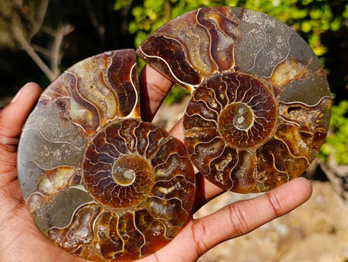 Polished Red Ammolite Cleoniceras Opalized Ammonite Fossil Pairs x 3 From Tulear, Madagascar