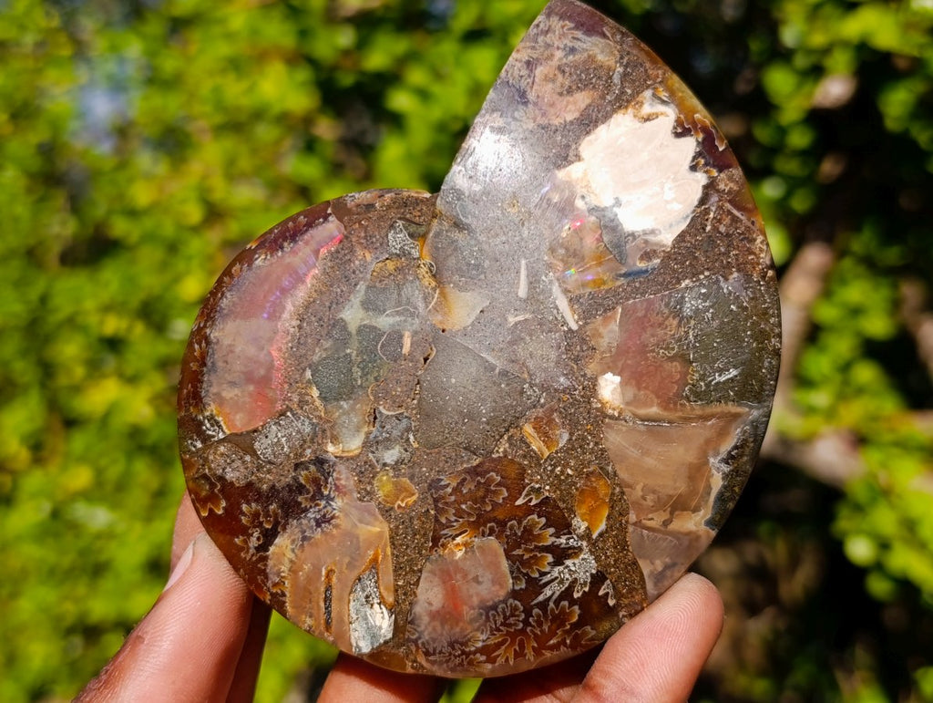 Polished Red Ammolite Cleoniceras Opalized Ammonite Fossil Pairs x 3 From Tulear, Madagascar