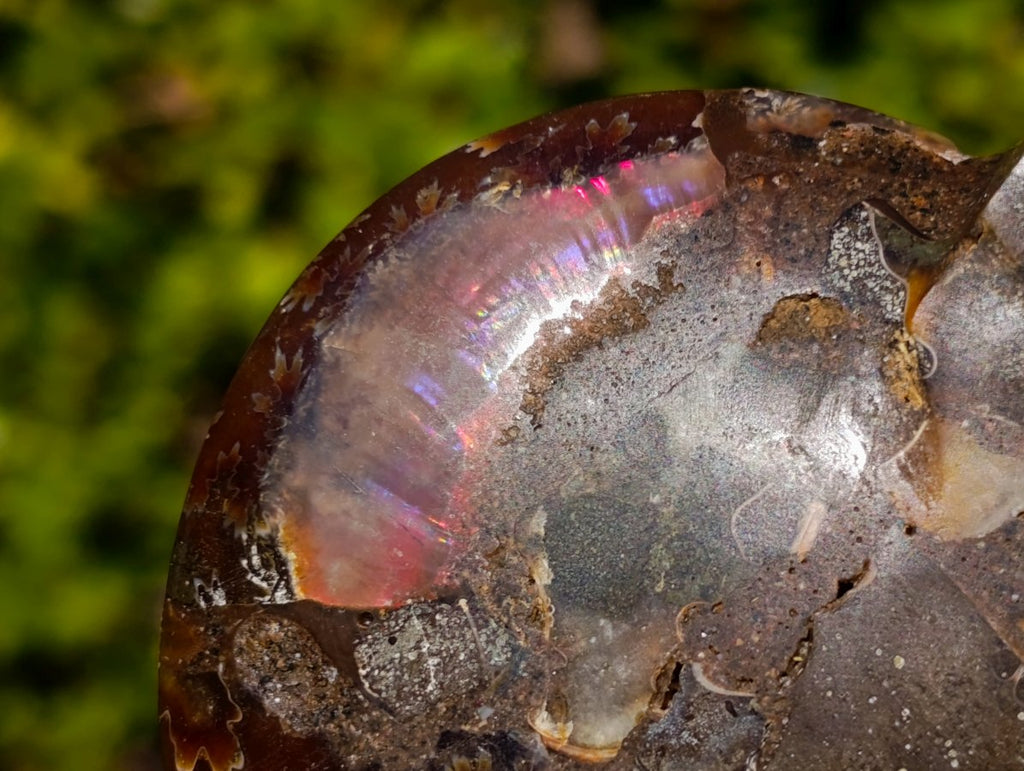 Polished Red Ammolite Cleoniceras Opalized Ammonite Fossil Pairs x 3 From Tulear, Madagascar